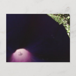 Briefkaart met paarse bloemen