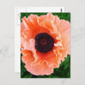 Briefkaart met papaverventilator (Voorkant / Achterkant)