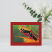 Briefkaart met plaspharige gifkikkervis (Staand voorkant)