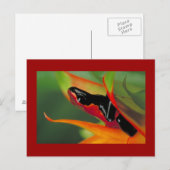 Briefkaart met plaspharige gifkikkervis (Voorkant / Achterkant)