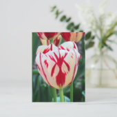 Briefkaart met rode en witte tulp (Staand voorkant)