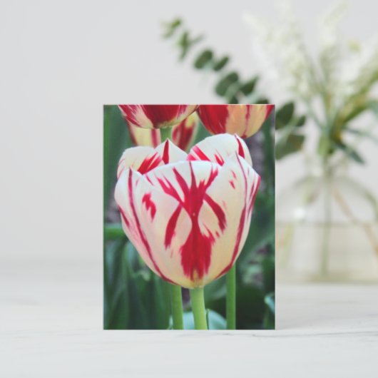 Briefkaart met rode en witte tulp (Staand voorkant)