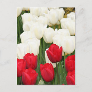 Briefkaart met rode en witte tulpen