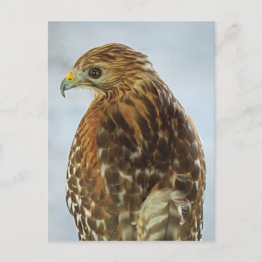 Briefkaart met rode schouders (Buteo lineatus) (Voorkant)