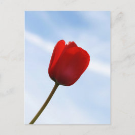 Briefkaart met rode tulpen