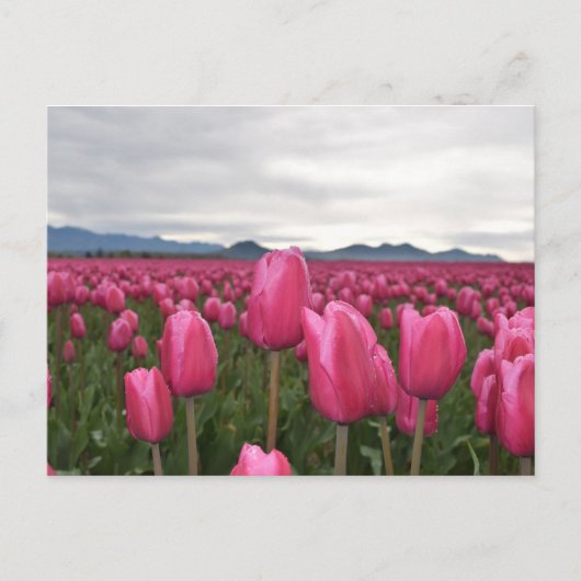 Briefkaart met roze tulpbloemen (Voorkant)