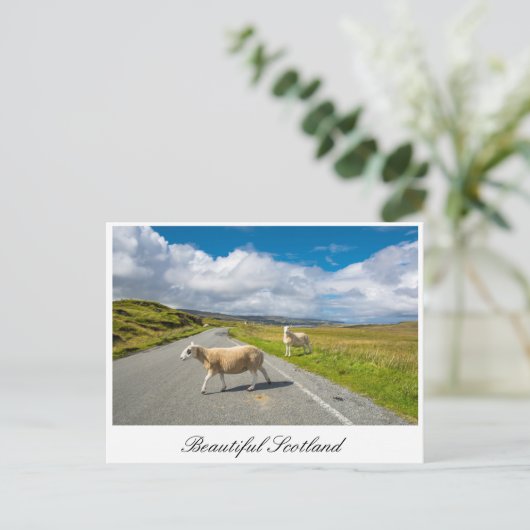 Briefkaart met schapen in Schotland (Staand voorkant)