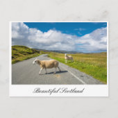 Briefkaart met schapen in Schotland (Voorkant)