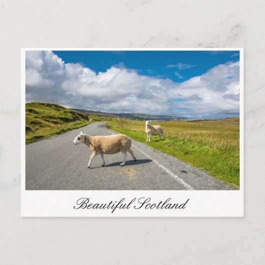 Briefkaart met schapen in Schotland (Voorkant)