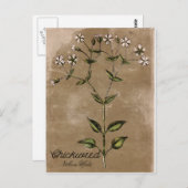 Briefkaart met  stijlkruid (Voorkant / Achterkant)