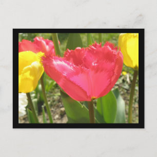 Briefkaart met tulpen
