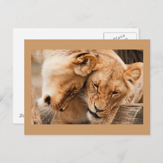 Briefkaart met twee leeuwen (Voorkant / Achterkant)