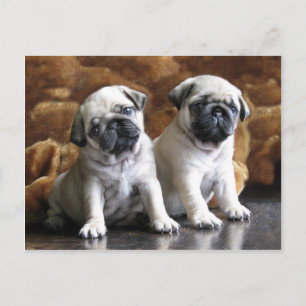Briefkaart met twee pugs
