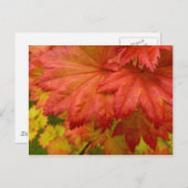 Briefkaart met volle motorkap (Voorkant / Achterkant)