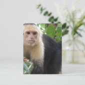 Briefkaart met witte capuccin aap (Staand voorkant)