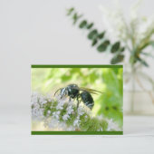 Briefkaart met witte wesp (Staand voorkant)