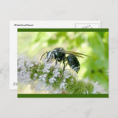 Briefkaart met witte wesp (Voorkant / Achterkant)