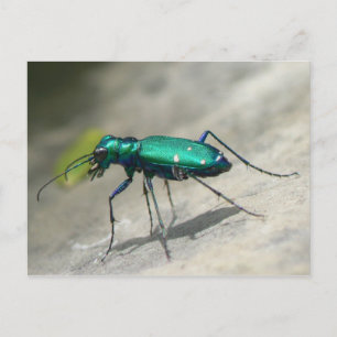 Briefkaart met zes gezichten tijger beetle - Geper
