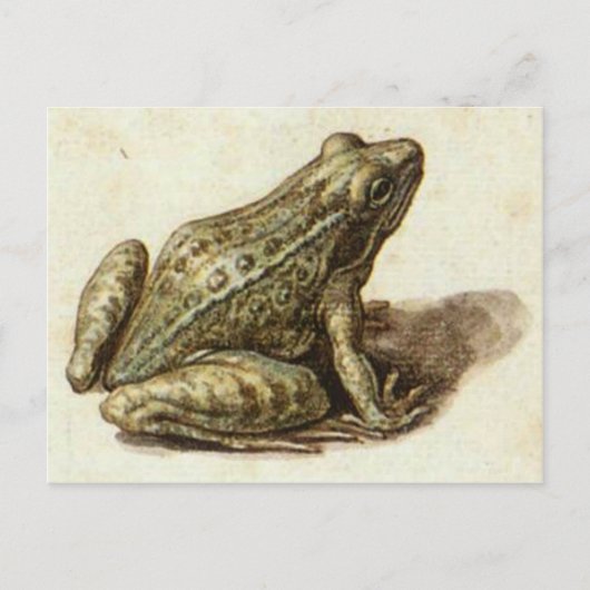 Briefkaart met zoete kikker (Voorkant)