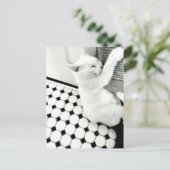 Briefkaart met zwarte en witte kat (Staand voorkant)