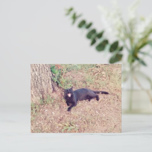 Briefkaart met zwarte kat (Staand voorkant)