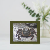 Briefkaart met zwarte krab (Staand voorkant)