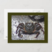 Briefkaart met zwarte krab (Voorkant / Achterkant)