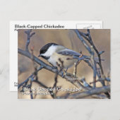 Briefkaart met zwarte lammeren (Voorkant / Achterkant)