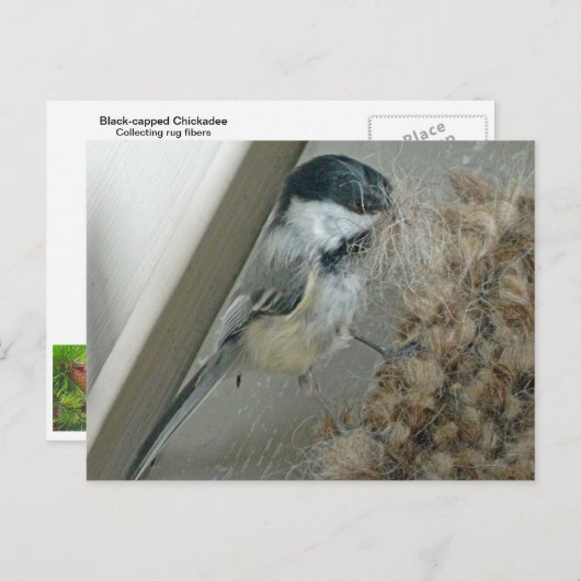 Briefkaart met zwarte lammeren (Voorkant / Achterkant)