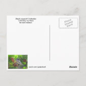 Briefkaart met zwarte lammeren (Achterkant)