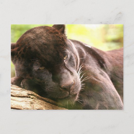 Briefkaart met zwarte panthersliep (Voorkant)