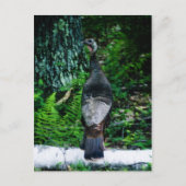 Briefkaart Moeder-Turkije (Voorkant)