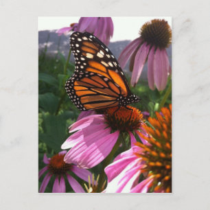 Briefkaart - Monarch Butterfly on Coneflower