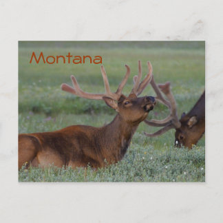 Briefkaart Montana