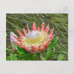 Briefkaart - Mooie protea in Kaapstad