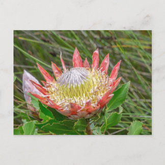 Briefkaart - Mooie protea in Kaapstad