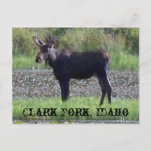 BRIEFKAART ~ "Moose in the Meadow" — Clark Fork, I (Voorkant)