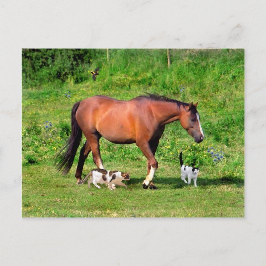 briefkaart "Morning Stroll" (Voorkant)