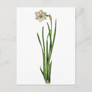 Briefkaart - Narcissus