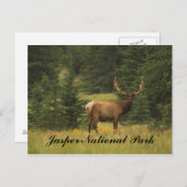 Briefkaart - Nationaal Park Jasper (Voorkant / Achterkant)