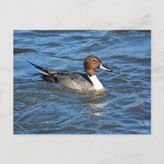 Briefkaart Noord-Pintail Duck (Voorkant)