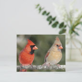 Briefkaart noordelijke foto's (Staand voorkant)