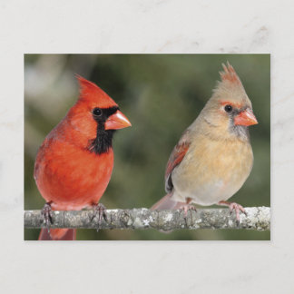Briefkaart noordelijke foto's