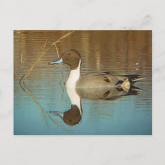 Briefkaart Noordelijke Pintail