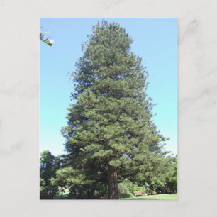 Briefkaart Norfolk Island Pine