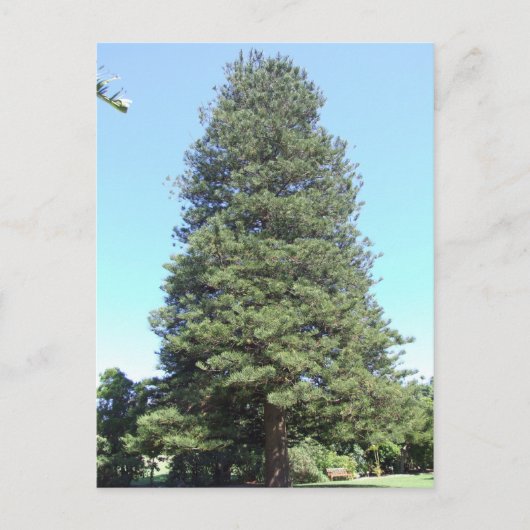 Briefkaart Norfolk Island Pine (Voorkant)