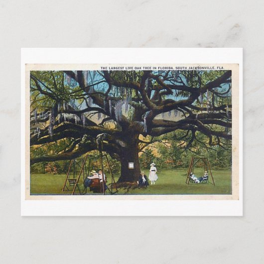  Briefkaart Oak Jacksonville Florida (Voorkant)