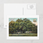  Briefkaart Oak Jacksonville Florida (Voorkant / Achterkant)