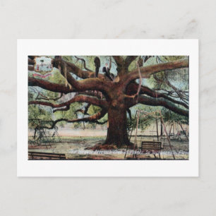  Briefkaart Oak Jacksonville Florida