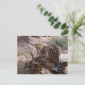 Briefkaart: Ocelot Briefkaart (Staand voorkant)